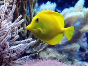 FISH